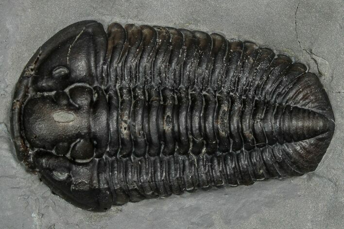 Calymene Niagarensis Trilobite Fossil - New York #357094